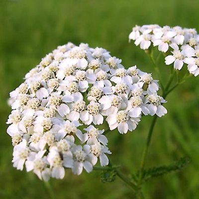 Тысячелистник