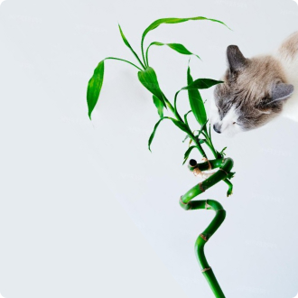 Животные и растения