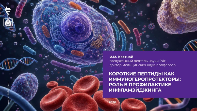 Короткие пептиды как иммуногеропротекторы: роль в профилактике инфламэйджинга