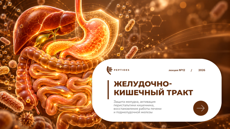 Защита ЖКТ, активация перистальтики кишечника, восстановление работы печени и поджелудочной железы