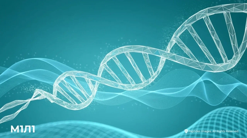 Peptides – наследие, наука, будущее долголетия
