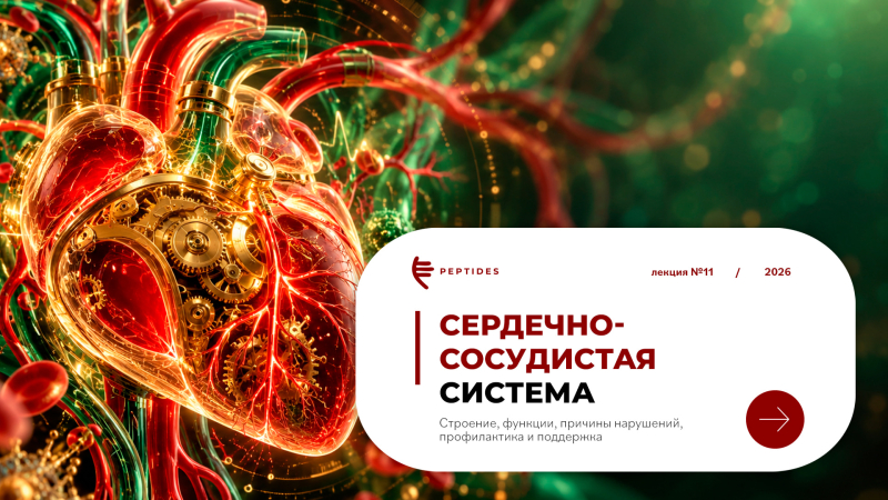 Сердечно-сосудистая система